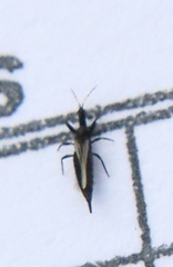 Phlaeothripidae