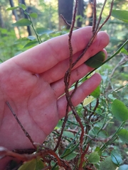 Calyptospora columnaris
