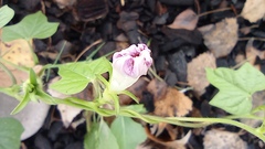 Ipomoea