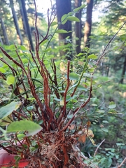 Calyptospora columnaris