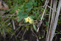 Crocanthemum glomeratum