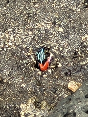 Paraleptuca crassipes