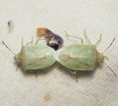 Thyanta custator accerra