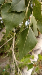 Populus fremontii