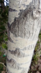 Populus