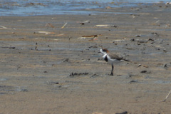 Charadrius falklandicus