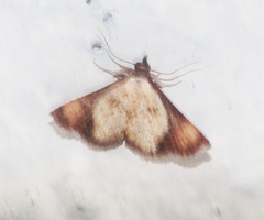 Corgatha atrimargo