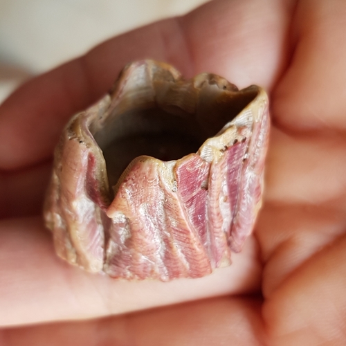 Megabalanus tulipiformis