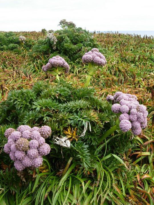 carrots, ivies, and allies