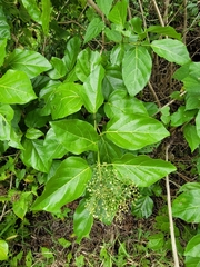 Premna serratifolia