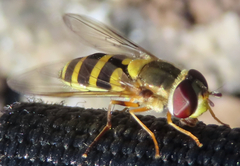 Syrphus rectus