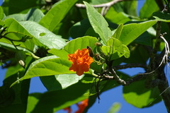 Cordia sebestena