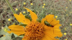 Diabrotica balteata