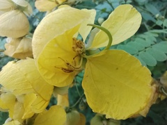 Senna pallida