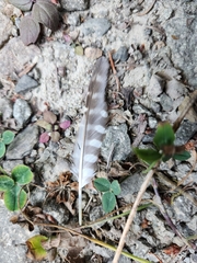 Glaucidium gnoma