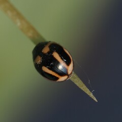 Hyperaspis trifurcata