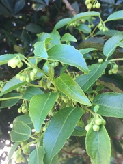 Aristotelia chilensis