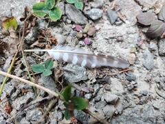 Glaucidium gnoma