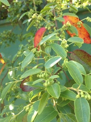 Aristotelia chilensis