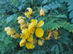 Senna pallida