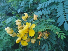 Senna pallida