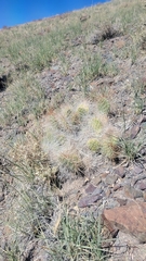 Opuntia polyacantha erinacea