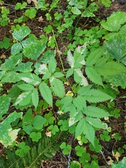 Aruncus dioicus