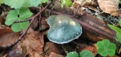 Stropharia aeruginosa