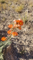 Sphaeralcea ambigua