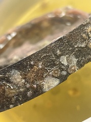 Schizoporella unicornis