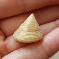 Calliostoma zizyphinum