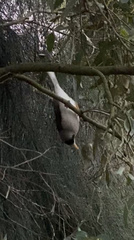 Manorina melanocephala