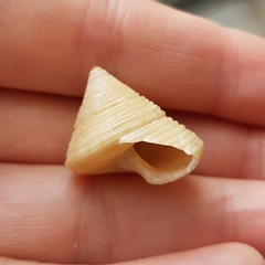 Calliostoma zizyphinum