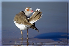Three-Banded Plover photo 4