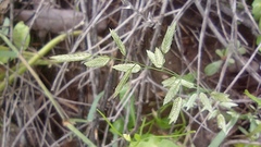 Poaceae