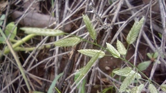 Poaceae