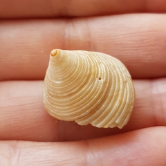 Calliostoma zizyphinum