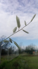 Poaceae