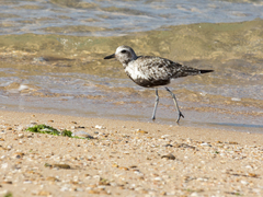 Pluvialis squatarola