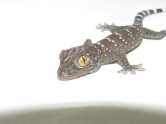 Gekko gecko