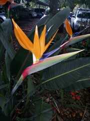 Strelitzia