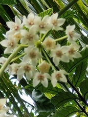 Hoya