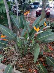 Strelitzia