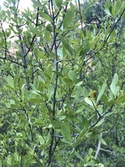 Forestiera