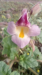 Proboscidea louisianica