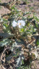 Argemone munita