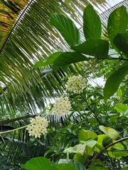 Hoya