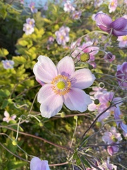 Eriocapitella hupehensis