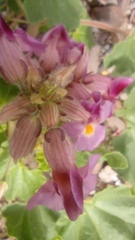 Proboscidea louisianica