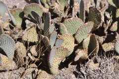 Opuntia basilaris basilaris